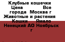 Клубные кошечки › Цена ­ 10 000 - Все города, Москва г. Животные и растения » Кошки   . Ямало-Ненецкий АО,Ноябрьск г.